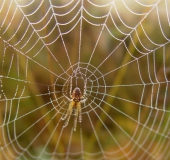 Herbstspinne (Metelina segmentata)-L. Klasing