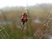 Herbstspinne (Metelina segmentata)-L. Klasing