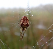 Herbstspinne (Metelina segmentata)-L. Klasing