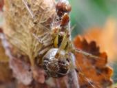 Braune Kugelspinne (Theridion impressum)-L. Klasing