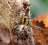 Braune Kugelspinne (Theridion impressum)-L. Klasing