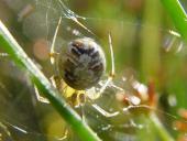 Kugelspinne (Theridion impressum)-L. Klasing