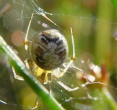 Kugelspinne (Theridion impressum)-L. Klasing