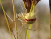 Kugelspinne w. (Enoplognatha lineata)-L. Klasing