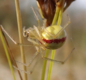 Kugelspinne w. (Enoplognatha lineata)-L. Klasing