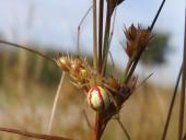 Kugelspinne w. (Enoplognatha lineata)-L. Klasing