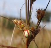 Kugelspinne w. (Enoplognatha lineata)-L. Klasing