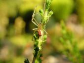 Kugelspinne w. (Enoplognatha lineata)-L. Klasing