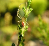 Kugelspinne w. (Enoplognatha lineata)-L. Klasing