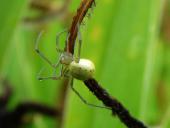 Kugelspinne w. (Enoplognatha lineata)-L. Klasing