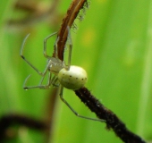 Kugelspinne w. (Enoplognatha lineata)-L. Klasing