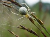 Kugelspinne (Enoplognatha ovata)-L. Klasing