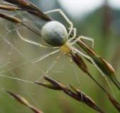 Kugelspinne (Enoplognatha ovata)-L. Klasing