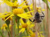Kugelspinne w. (Enoplognatha ovata)-L. Klasing
