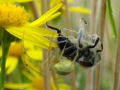 Kugelspinne (Enoplognatha ovata)-L. Klasing