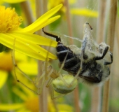 Kugelspinne (Enoplognatha ovata)-L. Klasing