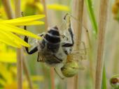 Kugelspinne (Enoplognatha ovata)-L. Klasing