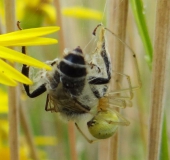 Kugelspinne (Enoplognatha ovata)-L. Klasing