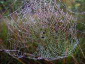 Netz der Körbchenspinne (Agalenatea redii)-L. Klasing