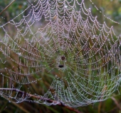 Netz der Körbchenspinne (Agalenatea redii)-L. Klasing