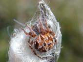 Körbchenspinne (Agalenatea redii)-L. Klasing