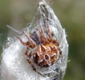 Körbchenspinne (Agalenatea redii)-L. Klasing