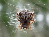 Körbchenspinne (Agalenatea redii)-L. Klasing