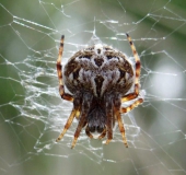 Körbchenspinne (Agalenatea redii)-L. Klasing