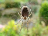 Sektorspinne (Zygiella x-notata)-L. Klasing