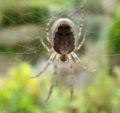 Sektorspinne (Zygiella x-notata)-L. Klasing