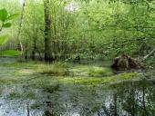 Schwingrasen-L. Klasing