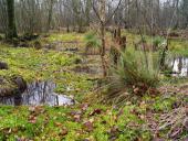 Schwingrasen-L. Klasing