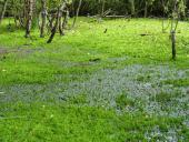 Schwingrasen-L. Klasing