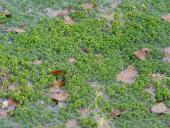 Schwingrasen-L. Klasing