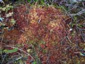 Torfmoos (Sphagnum spec.)-L. Klasing