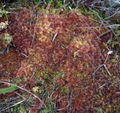 Torfmoos (Sphagnum spec.)-L. Klasing