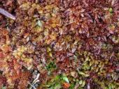 Torfmoos (Sphagnum magellanicum)-L. Klasing