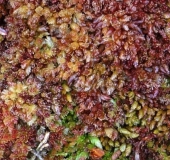 Torfmoos (Sphagnum magellanicum)-L. Klasing