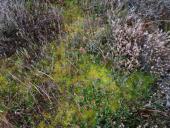Torfmoos (Sphagnum spec.)-L. Klasing