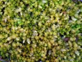Torfmoos (Sphagnum spec.)-L. Klasing