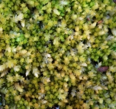 Torfmoos (Sphagnum spec.)-L. Klasing