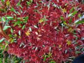 Torfmoos (Sphagnum spec.)-L. Klasing