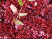 Torfmoos (Sphagnum spec.)-L. Klasing