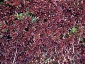 Torfmoos (Sphagnum magellanicum)-L. Klasing
