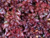 Torfmoos (Sphagnum magellanicum)-L. Klasing