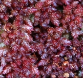 Torfmoos (Sphagnum magellanicum)-L. Klasing