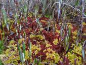 Torfmoos (Sphagnum magellanicum)-L. Klasing