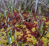 Torfmoos (Sphagnum magellanicum)-L. Klasing