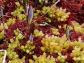 Torfmoos (Sphagnum magellanicum)-L. Klasing