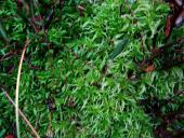 Gefranstes Torfmoos (Sphagnum fimbriatum)-L. Klasing